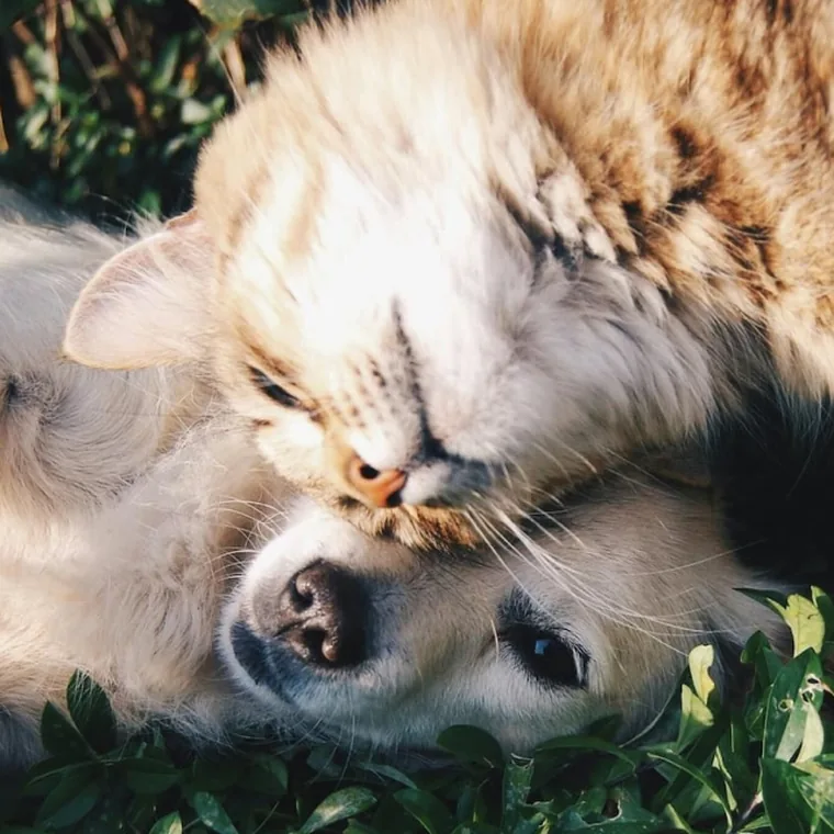 Pro-Nutrition — nutrition animale premium pour chiens et chats